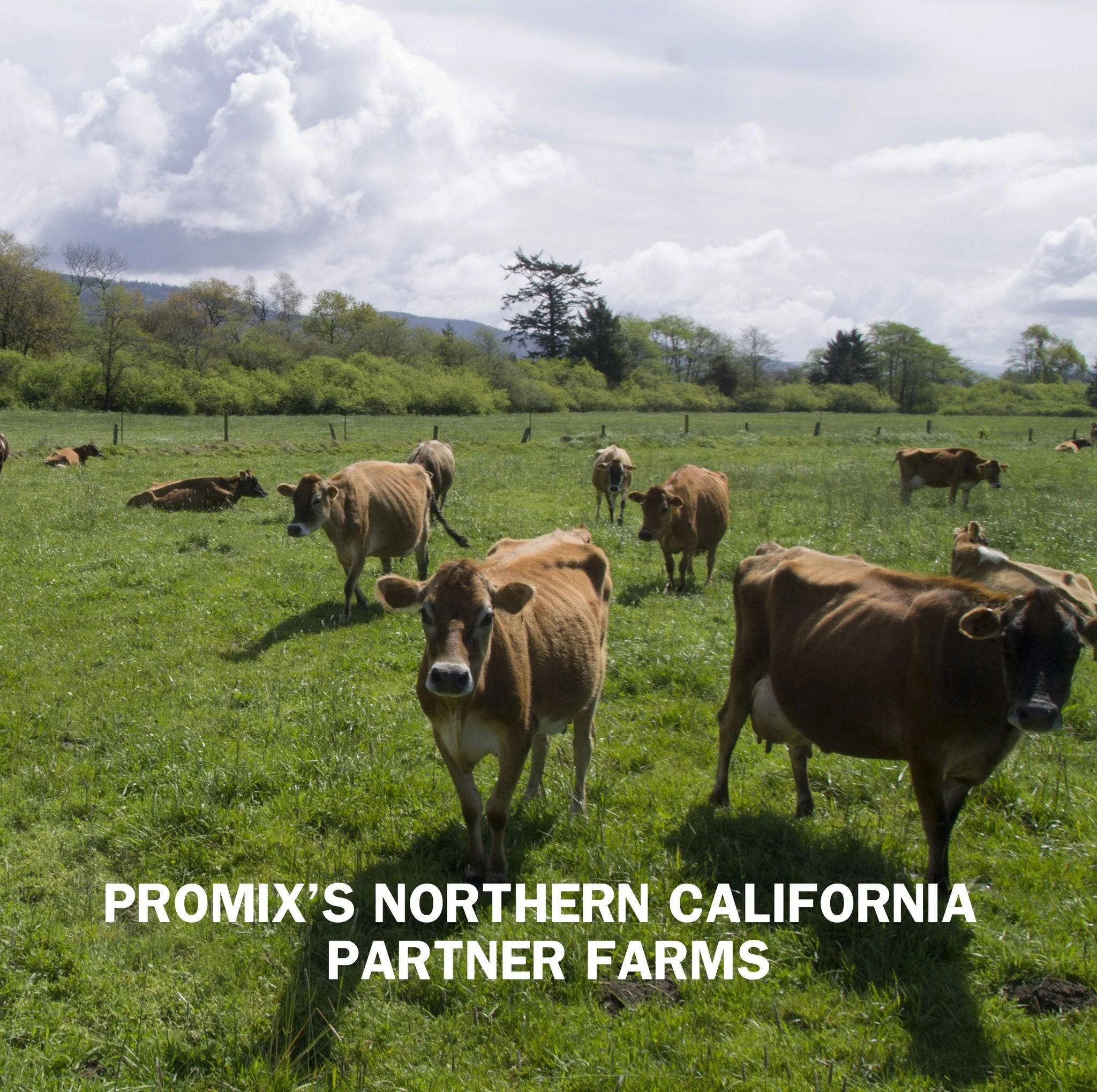 Promix Vanilla Whey Protein Powder - Image 6